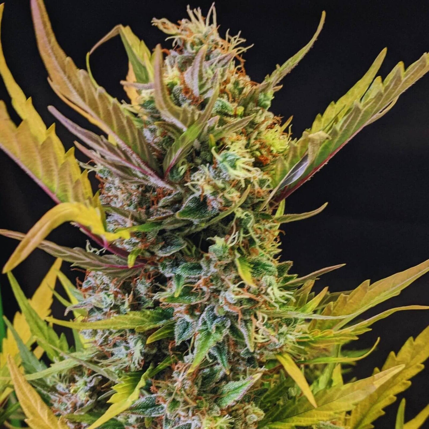 PINEAPPLE EXPRESS AUTO