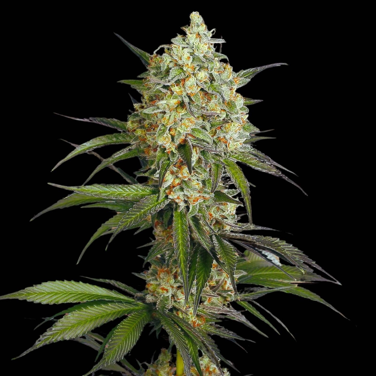 SOUR DIESEL – FEMINIZED