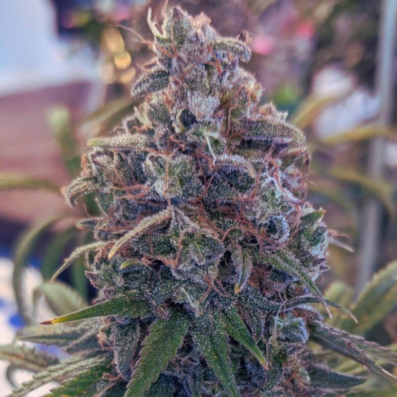 WEDDING CAKE – FEMINIZED
