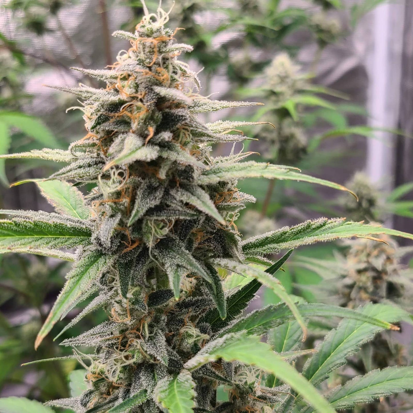 WHITE WIDOW AUTO
