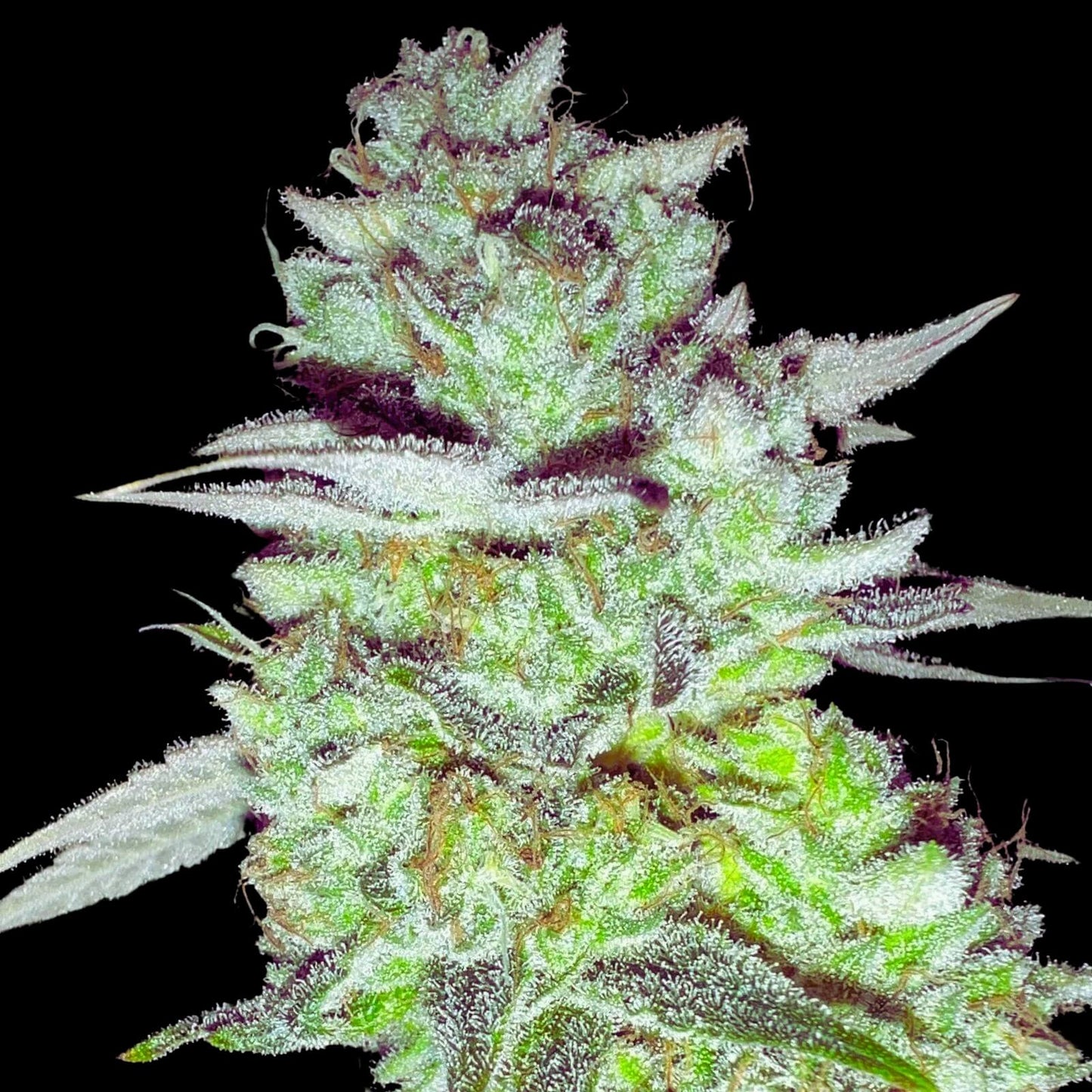 ZKITTLEZ – FEMINIZED
