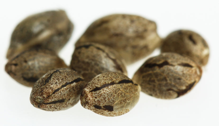 Hoe lang blijven cannabiszaden goed? (Eerlijke uitleg 2026)