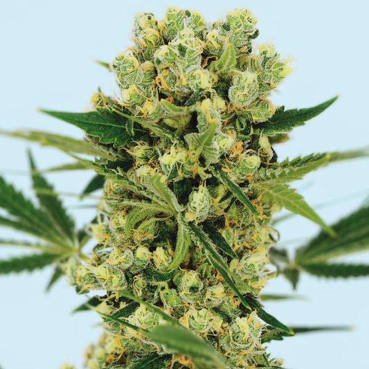 AMNESIA HAZE – FEMINIZED
