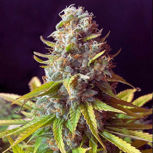 AK-47 – FEMINIZED