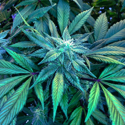 BLUEBERRY – FEMINIZED