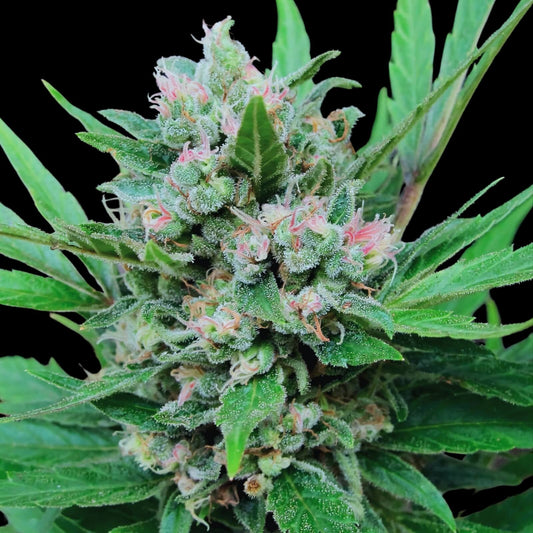 CRITICAL+ – FEMINIZED