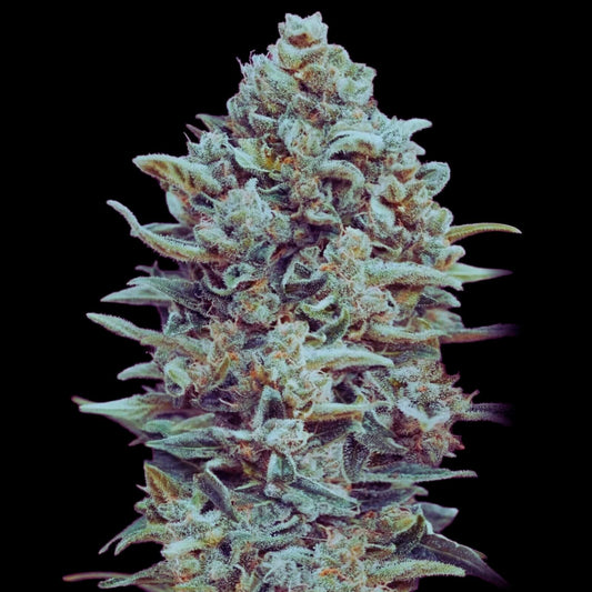 GELATO – FEMINIZED
