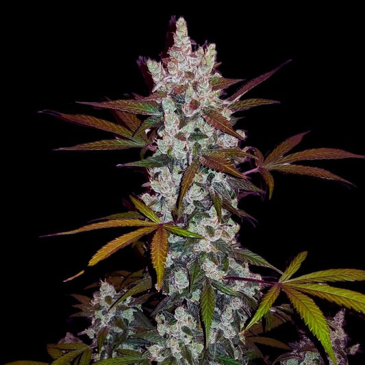 GIRL SCOUT COOKIES – FEMINIZED