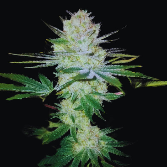 GORILLA GLUE – FEMINIZED