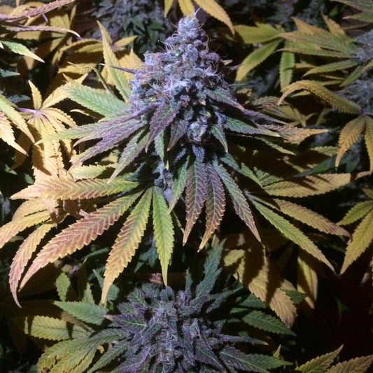 GRANDDADDY PURPLE – FEMINIZED