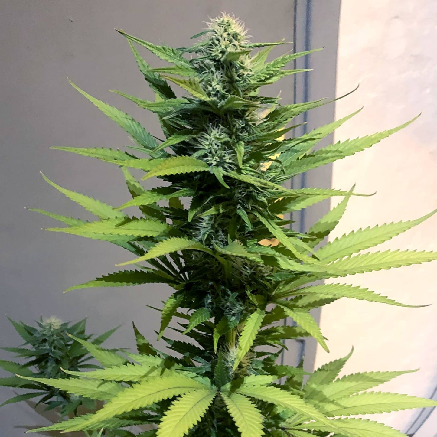 JACK HERER – FEMINIZED