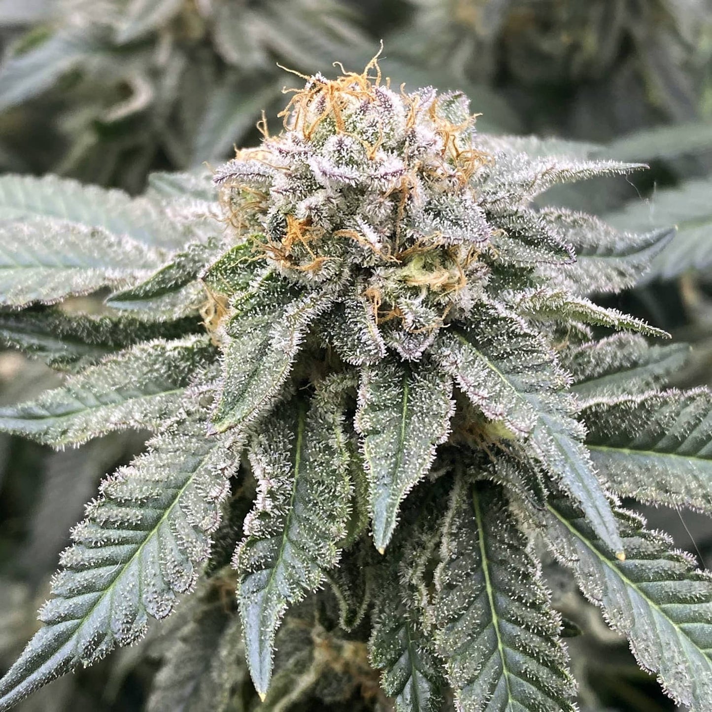 MIMOSA – FEMINIZED