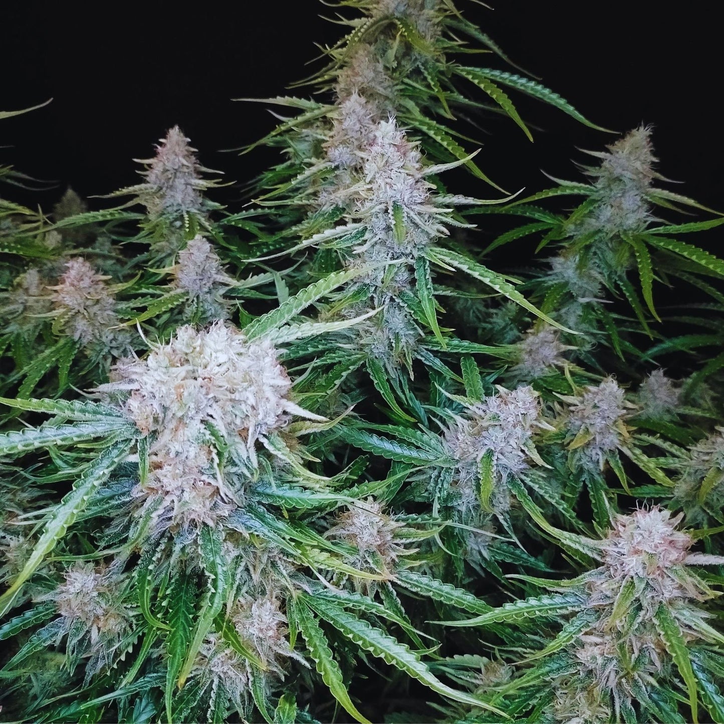 NORTHERN LIGHTS AUTO
