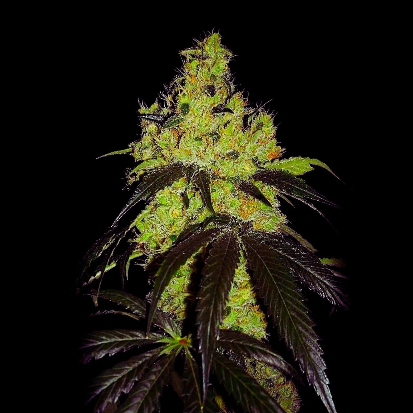 OG KUSH – FEMINIZED