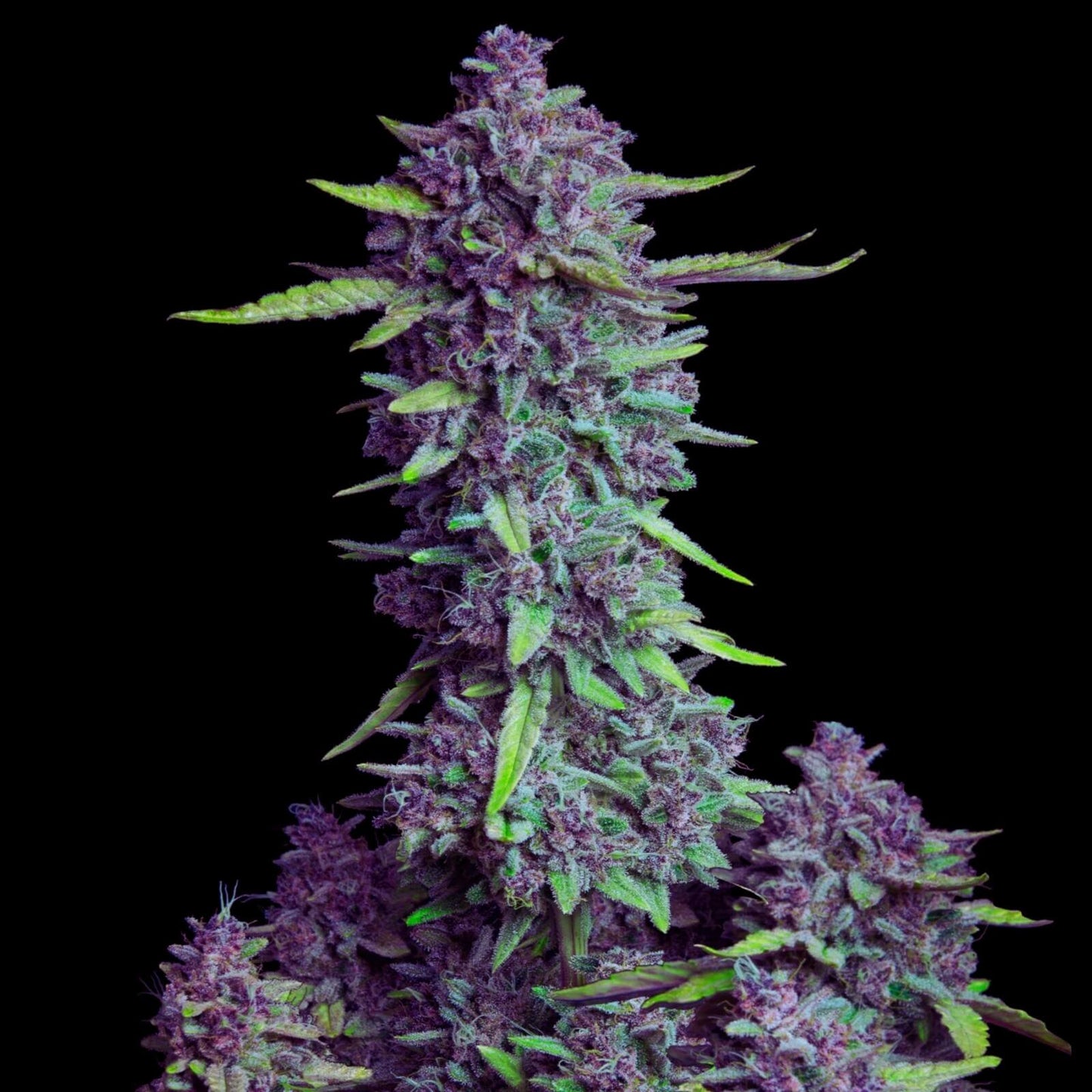 PURPLE PUNCH AUTO