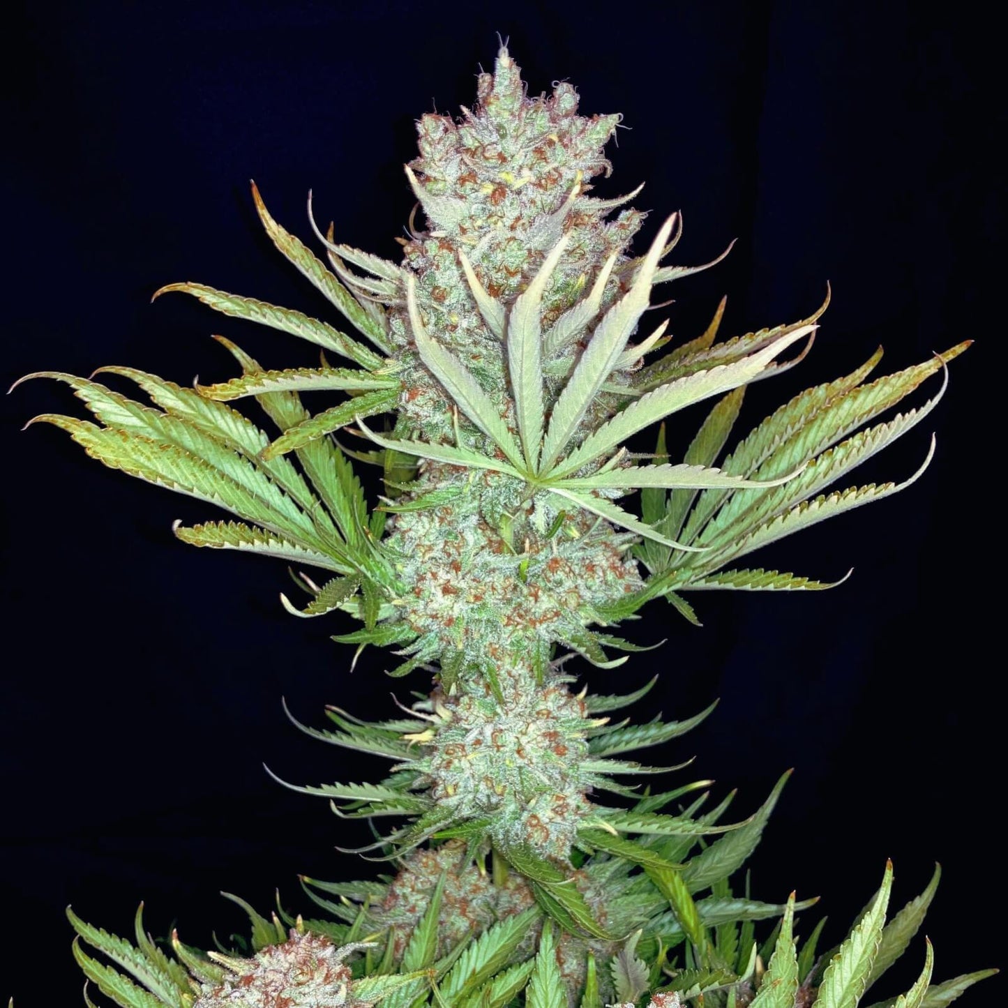 RUNTZ – FEMINIZED