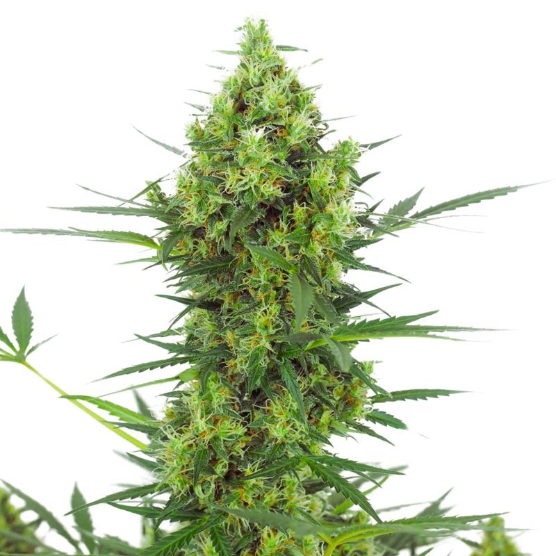 SUPER SKUNK AUTO